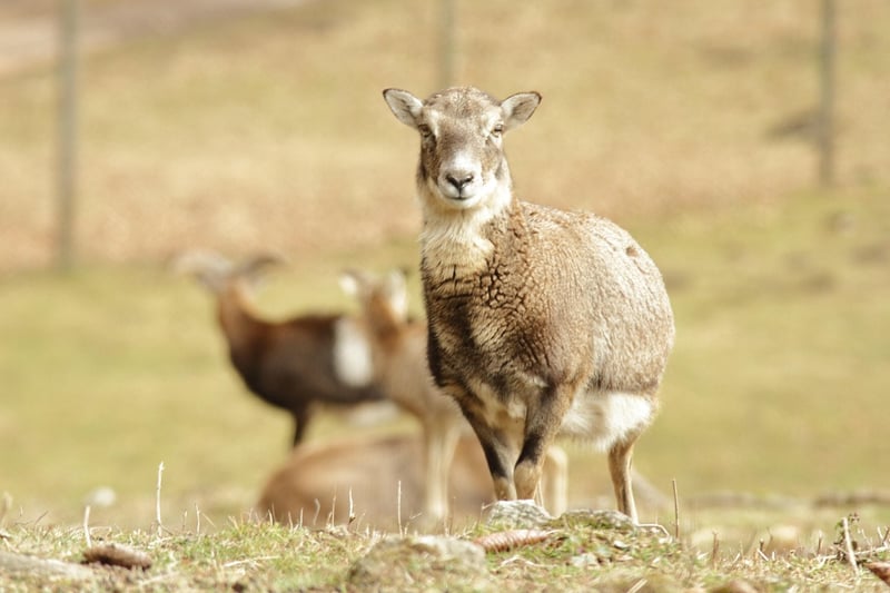 Wildlife Preservation