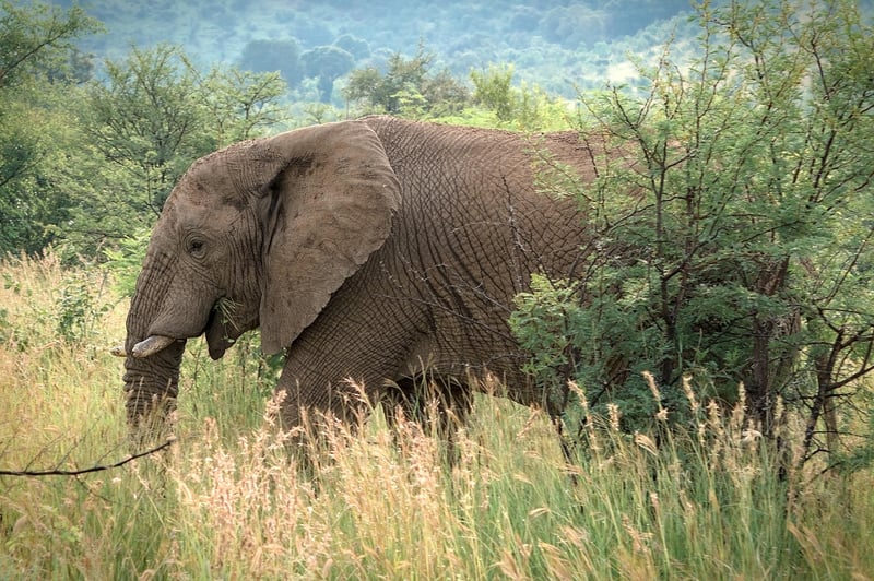 Elephant safari