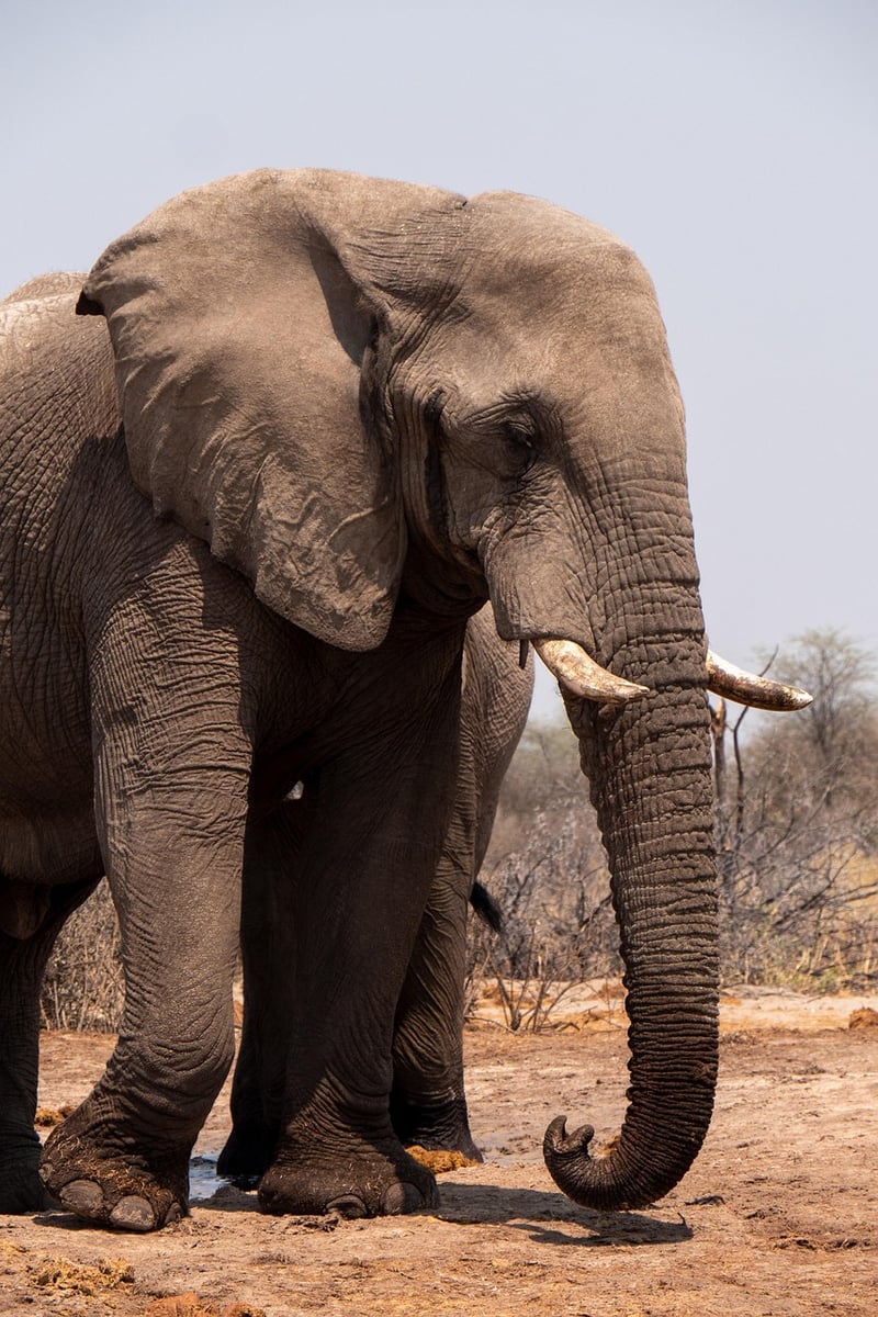 Wildlife Preservation