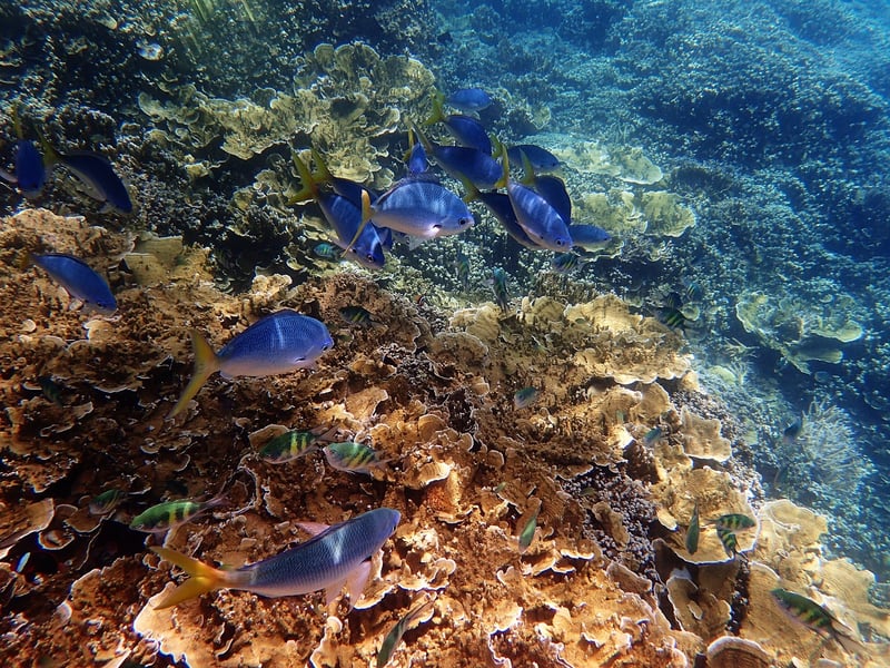 Coral Reef